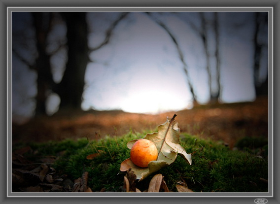 Enter to photogallery